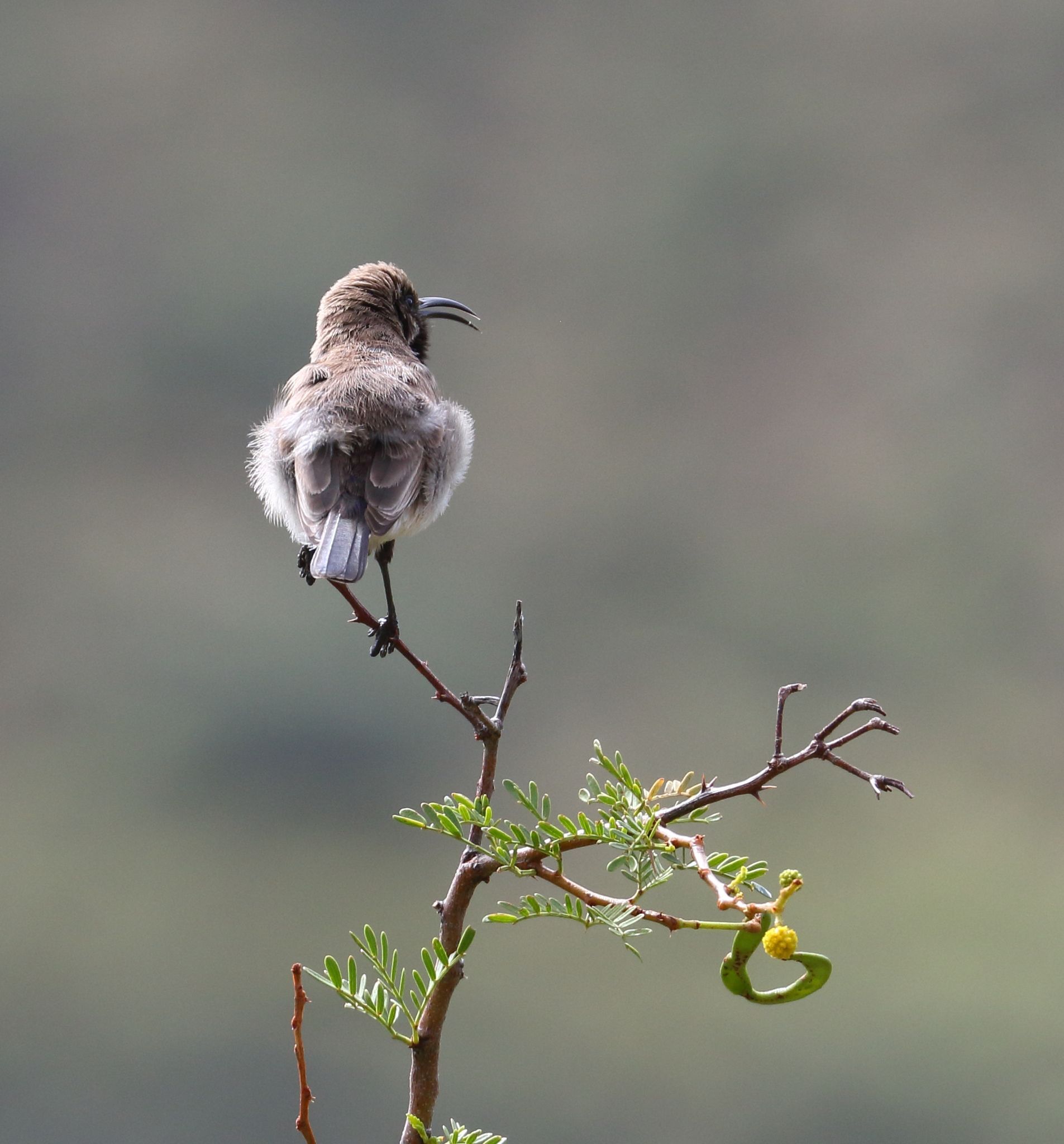 Dusky Sunbird (Cinnyris fuscus), photo 7