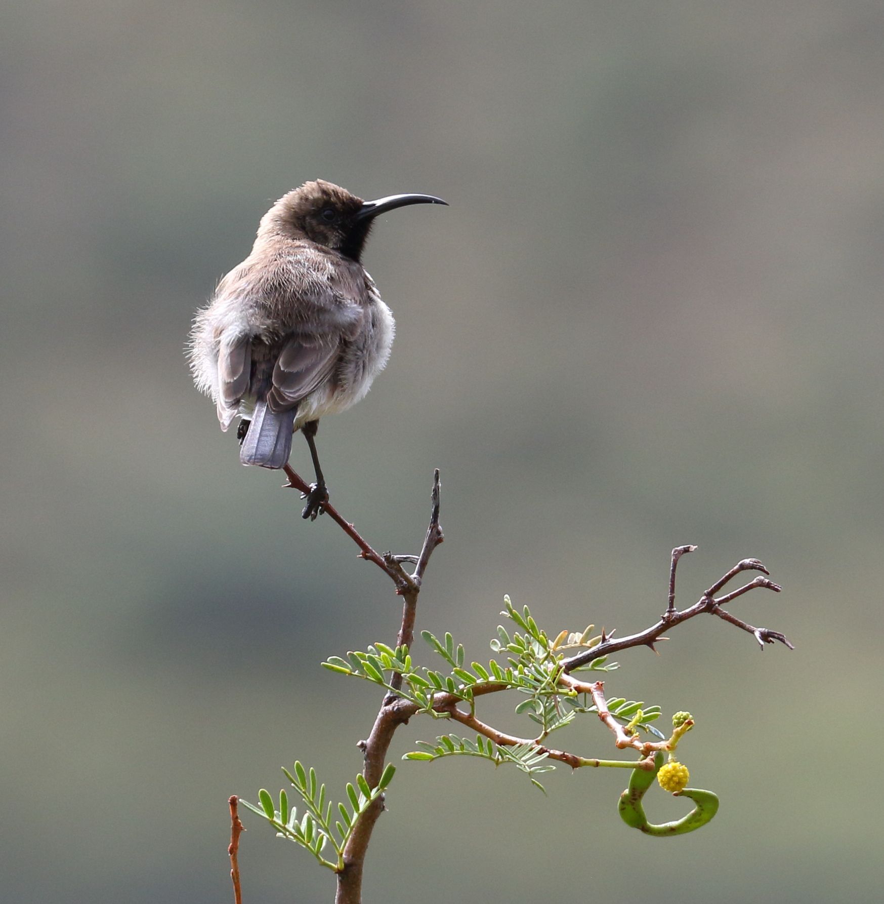 Dusky Sunbird (Cinnyris fuscus), photo 8