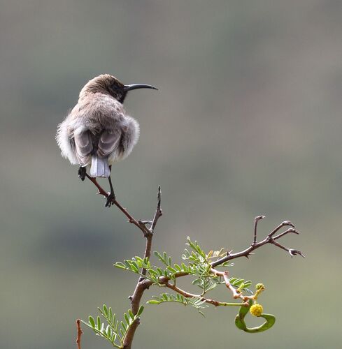 Dusky Sunbird (Cinnyris fuscus), photo 4