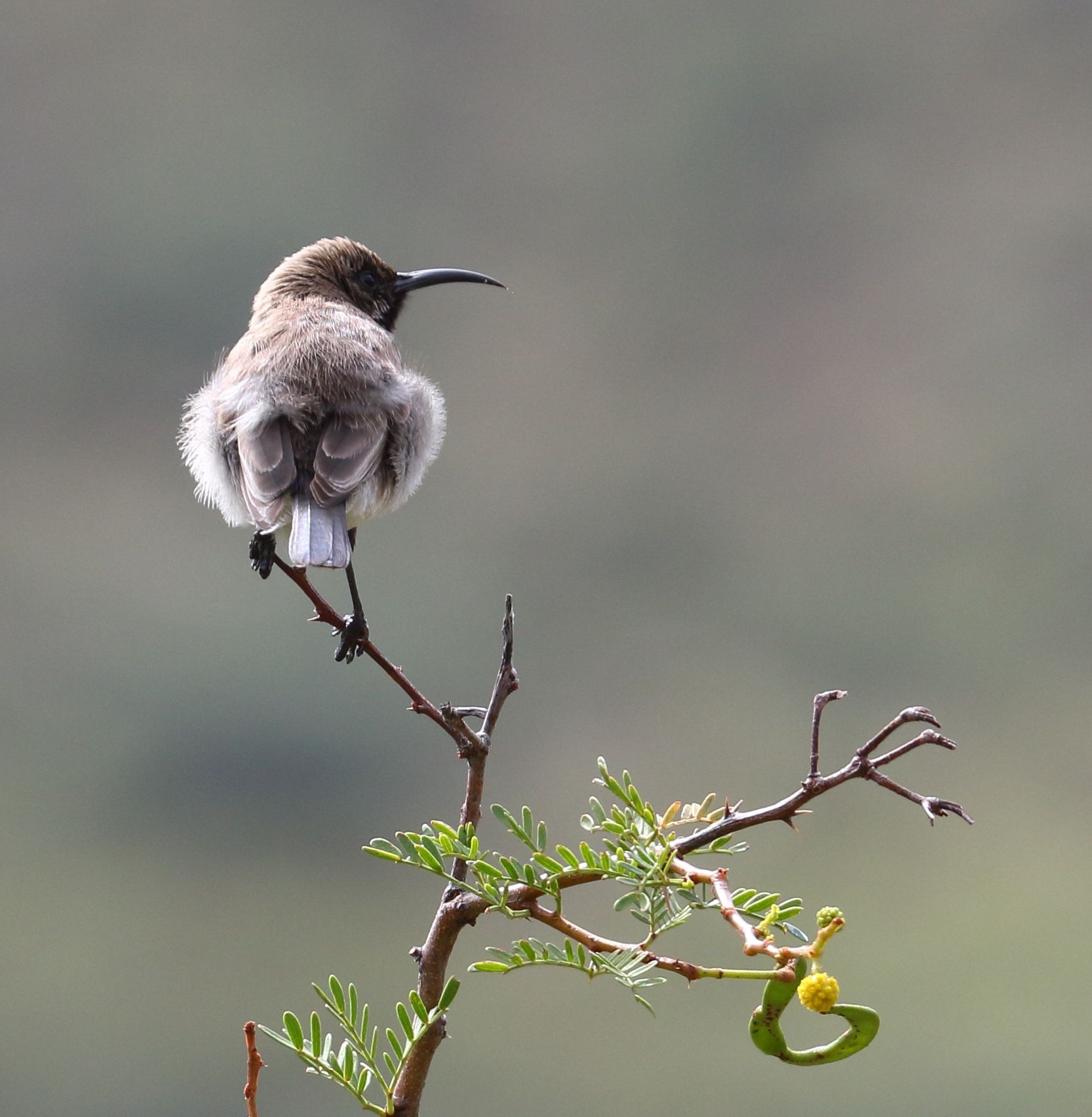 Dusky Sunbird (Cinnyris fuscus), photo 4