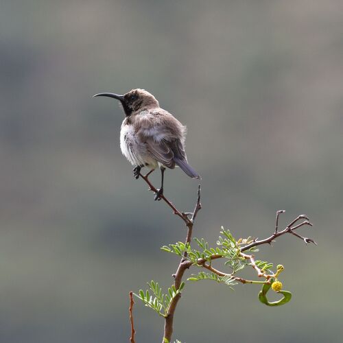 Dusky Sunbird (Cinnyris fuscus), photo 10