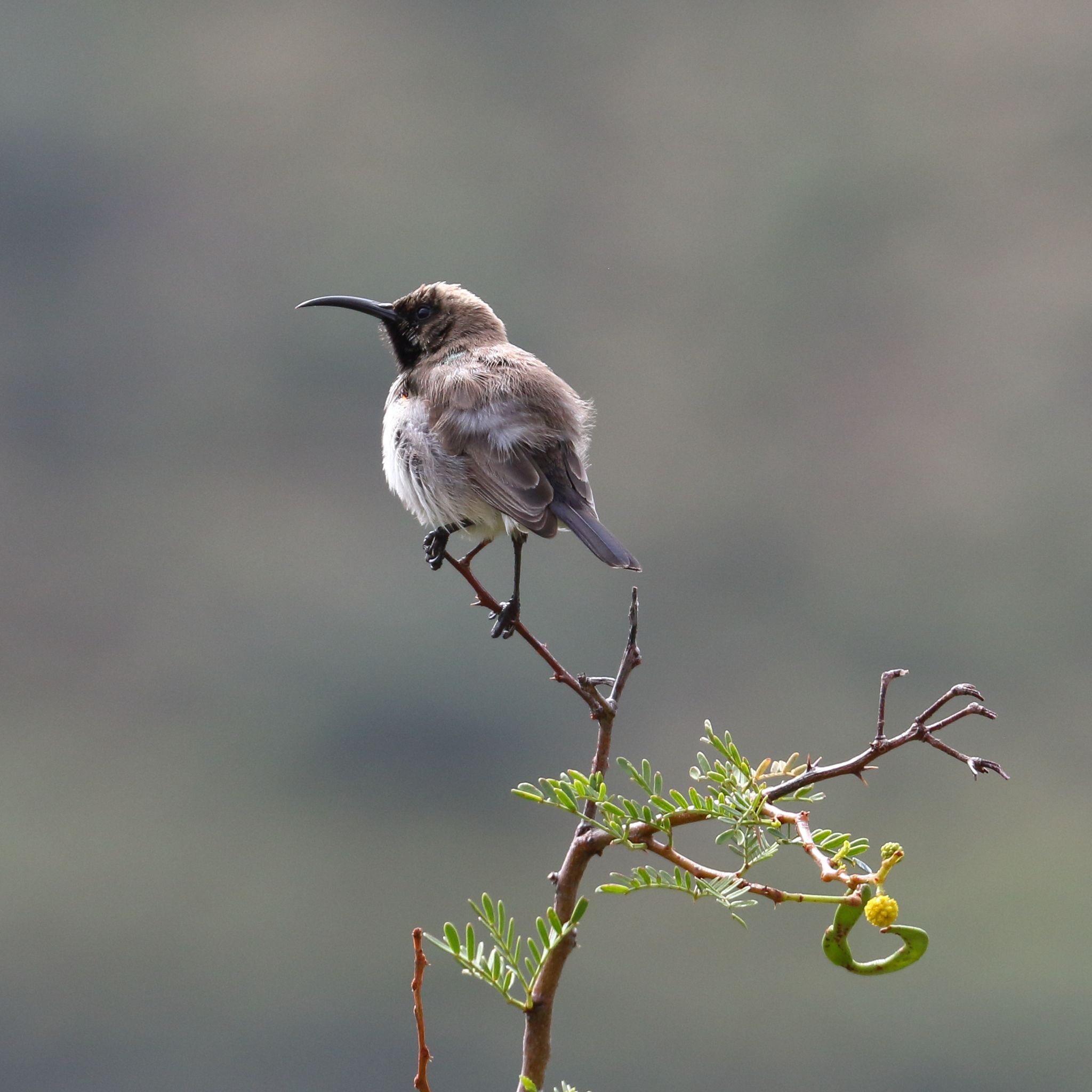 Dusky Sunbird (Cinnyris fuscus), photo 10