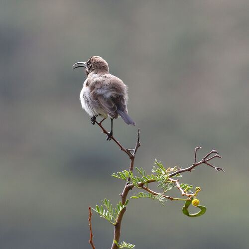 Dusky Sunbird (Cinnyris fuscus), photo 9