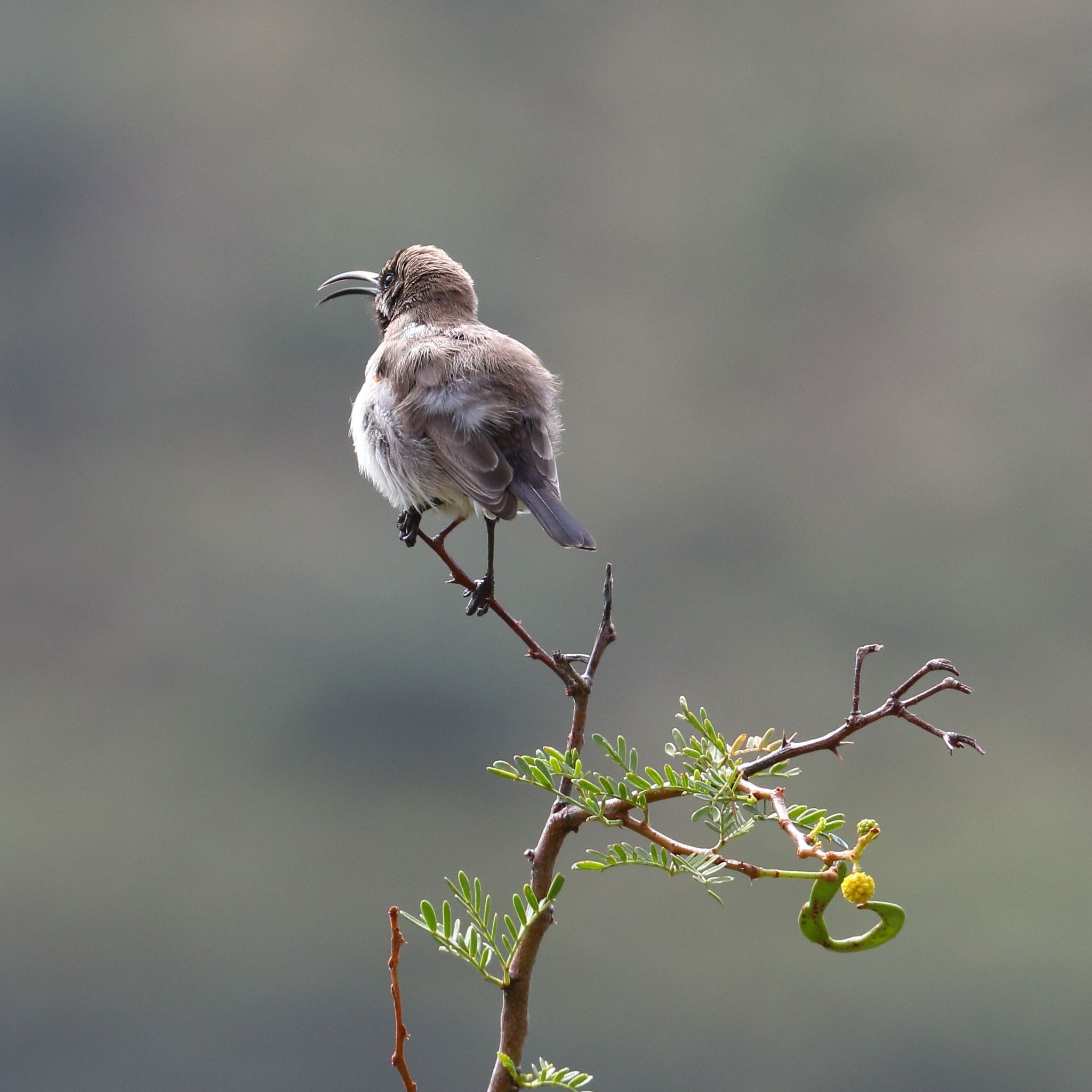 Dusky Sunbird (Cinnyris fuscus), photo 9