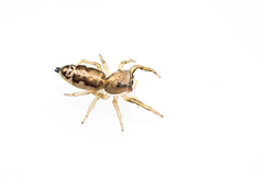 Salticidae