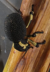 Brachycerus congestus