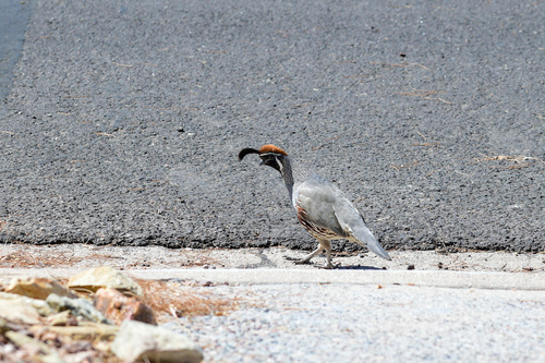 Gambel's Quail observed by robin_dive_diva