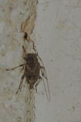 Oedopeza ocellator