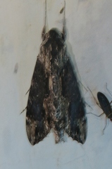 Erinnyis oenotrus