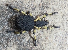 Brachycerus congestus