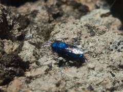 Chrysis subfoveolata