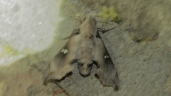 Madoryx oiclus