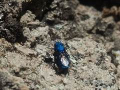 Chrysis subfoveolata