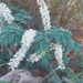 Acacia laeta