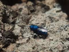 Chrysis subfoveolata