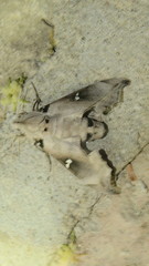 Madoryx oiclus