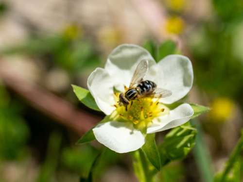 Striped Swamp Fly