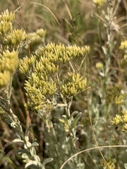 Helichrysum callicomum