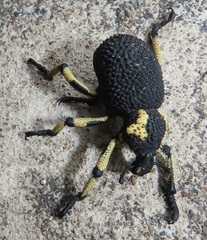 Brachycerus congestus