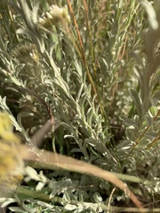 Helichrysum callicomum
