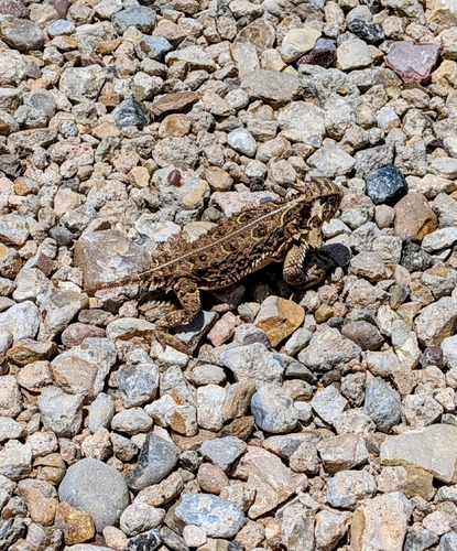 Texas Horned Lizard observed by gregg0416