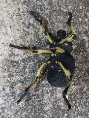 Brachycerus congestus