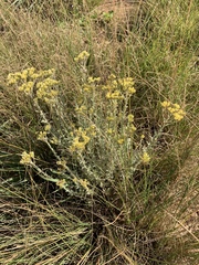 Helichrysum callicomum
