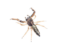 Salticidae