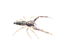 Salticidae