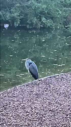 Grey Heron