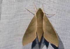 Xylophanes porcus