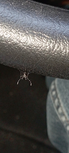 Asian Tiger Mosquito