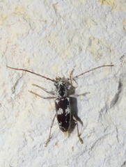 Elaphidion irroratum