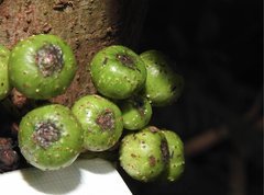 Ficus fistulosa