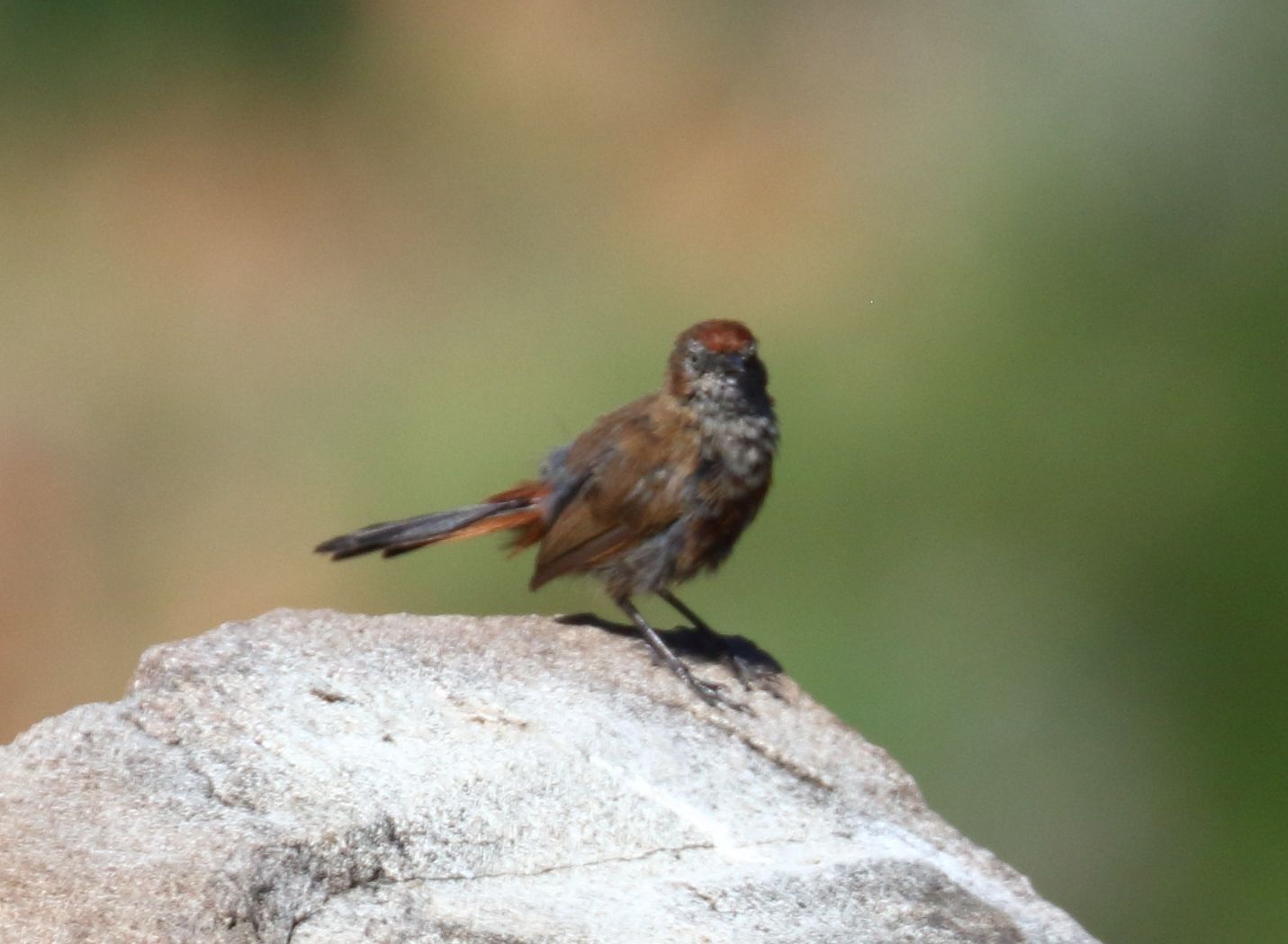 Cinnamon-breasted Warbler (Euryptila subcinnamomea), photo 1