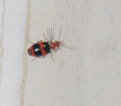 Lebia bitaeniata