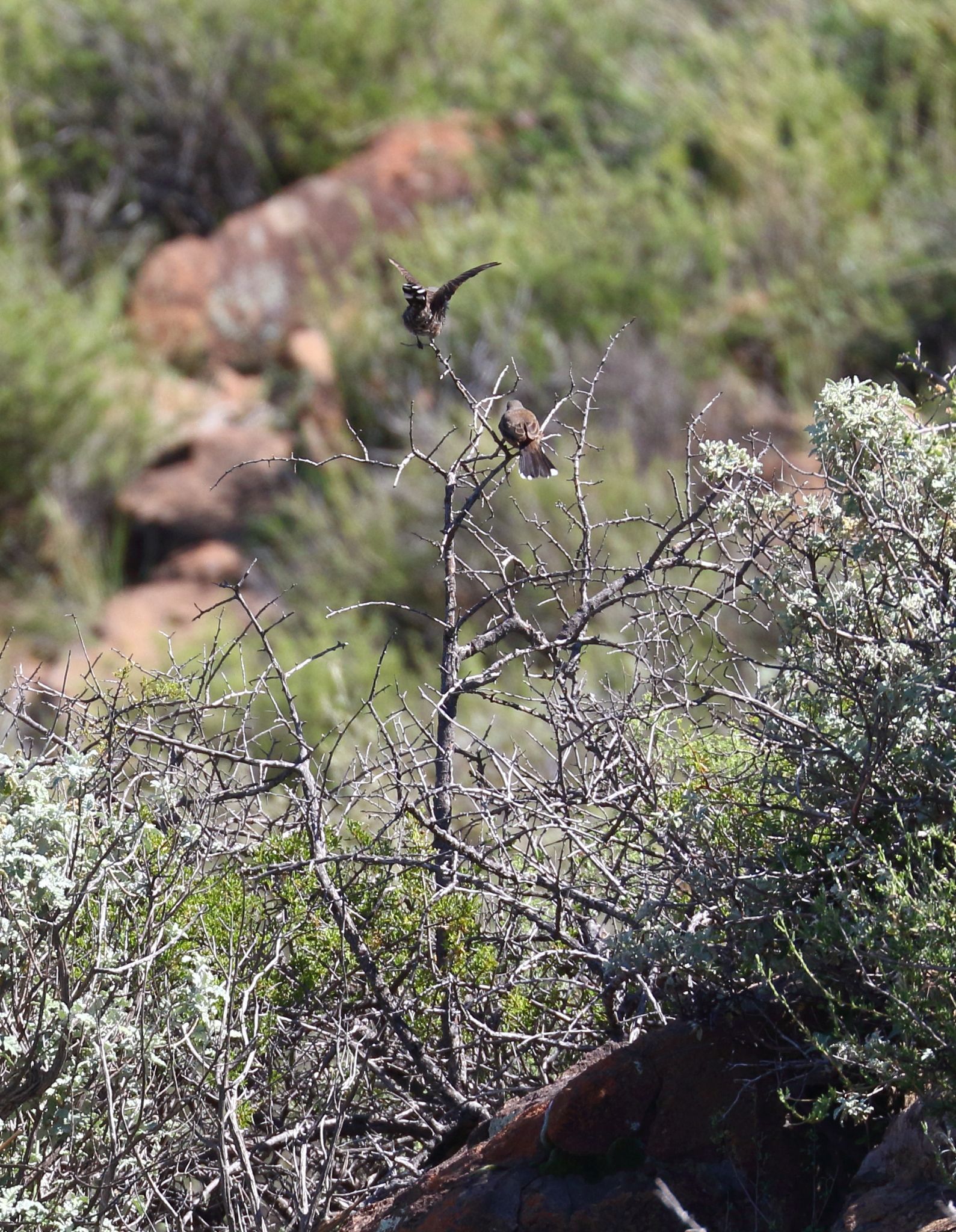 Karoo Scrub Robin (Tychaedon coryphoeus), photo 7