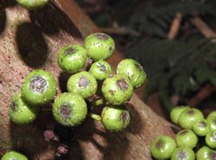 Ficus fistulosa