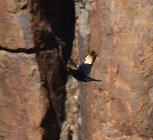 Pale-winged Starling (Onychognathus nabouroup), photo 6