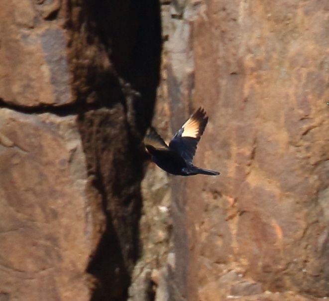 Pale-winged Starling (Onychognathus nabouroup), photo 6