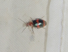Lebia bitaeniata