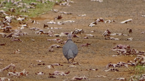 Cape Turtle Dove