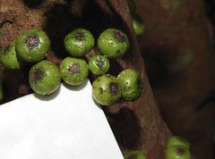 Ficus fistulosa