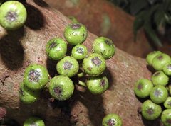 Ficus fistulosa