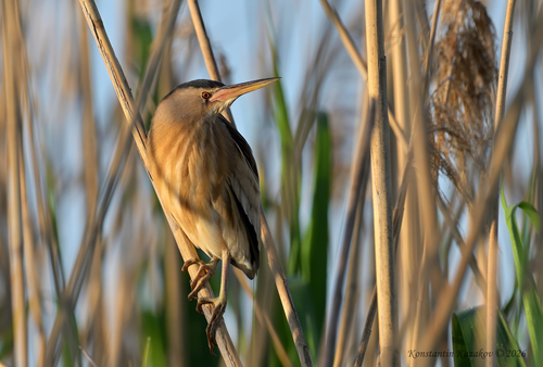 iNaturalist image