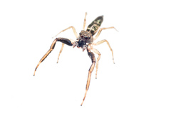 Salticidae