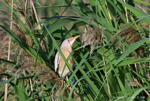 iNaturalist image