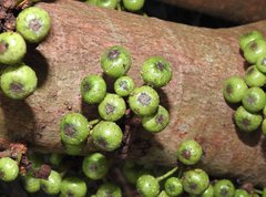 Ficus fistulosa