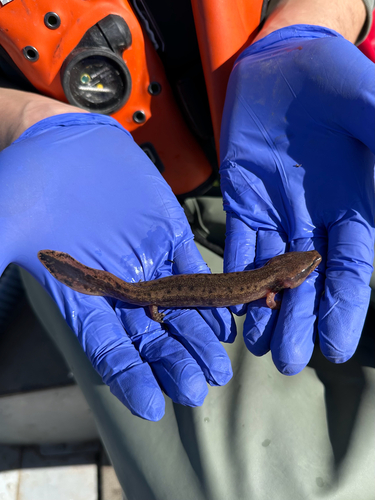 Common Mudpuppy observed by mitchell_fell