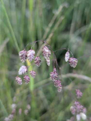 Quaking-grass
